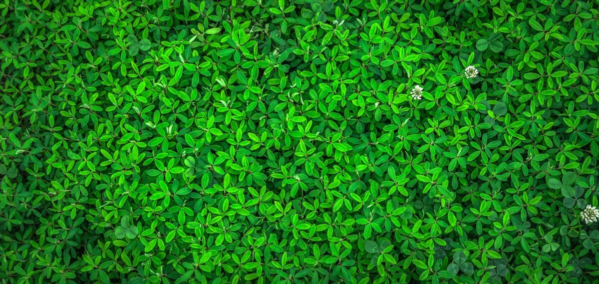 leaf wall